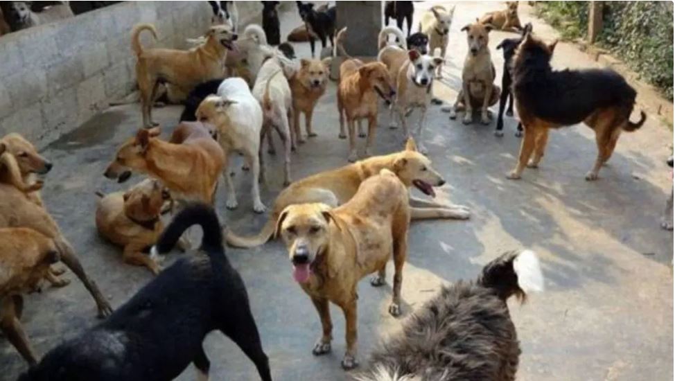 चीखता रहा मासूम, ग्वालियर में कुत्तों के झुंड ने बच्चे को काटा, आए 100 टांके