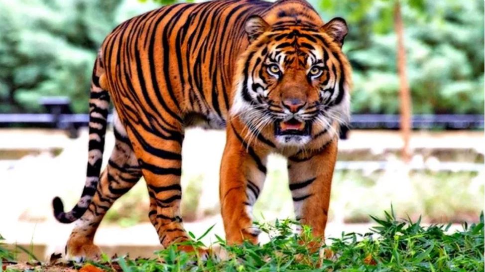 केरल: आदमखोर बाघ की मौत, पोस्टमार्टम में पेट से निकले महिला के बाल