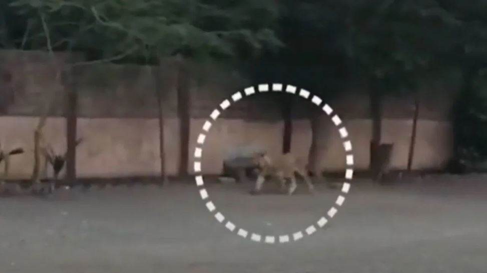 गुजरात: स्कूल में घुस गया शेर, पहुंची वन विभाग की टीम