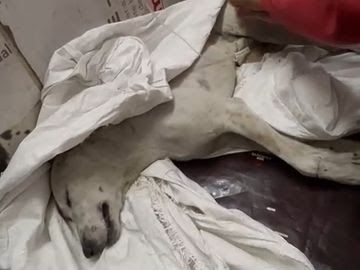 मुजफ्फरनगर में स्ट्रीट डॉग पर महिला ने फेंका गर्म पानी, तड़प-तड़प कर मौत