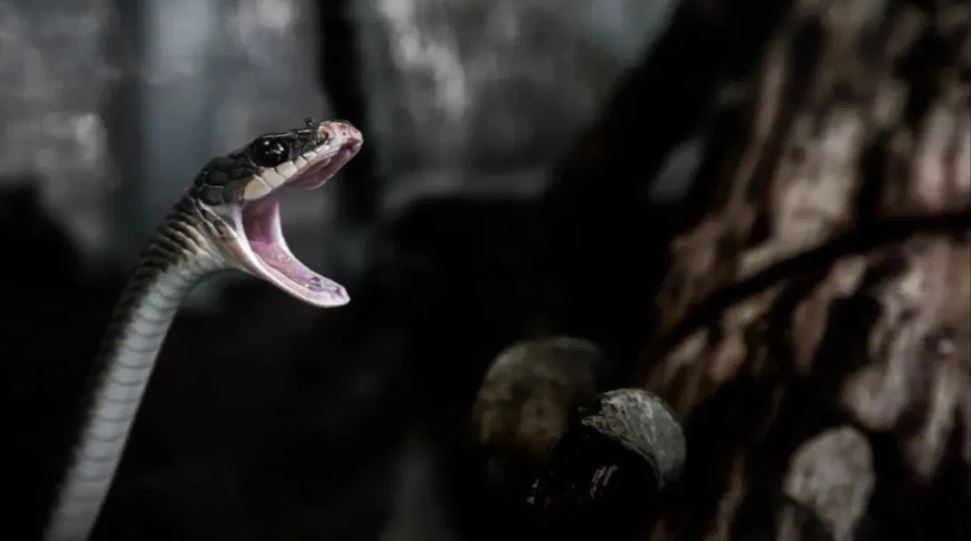 अब सांप काटने पर मिलेगा 4 लाख मुआवजा! केरल सरकार ने लिया बड़ा फैसला