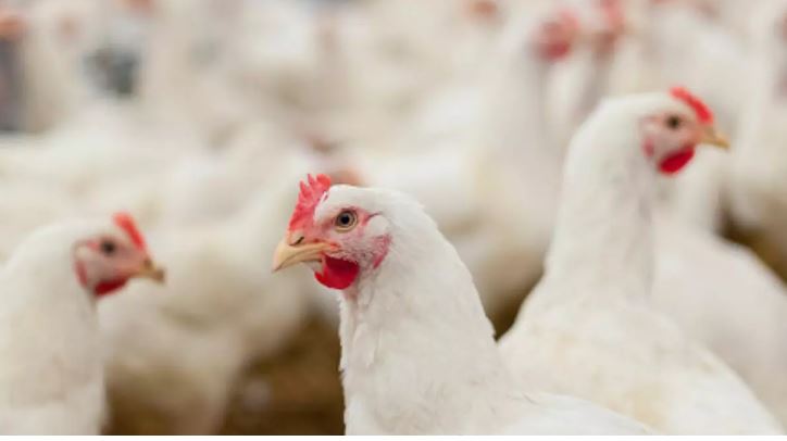 मुर्गा जानवर है या पक्षी? मामला हाईकोर्ट पहुंचा तो मिला जवाब