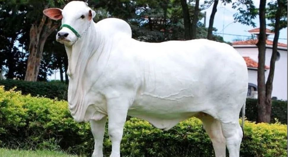 ब्राजील में भारत की इस गाय ने तोड़े दुनिया के सारे रिकॉर्ड्स, 40 करोड़ रुपये में बिकी