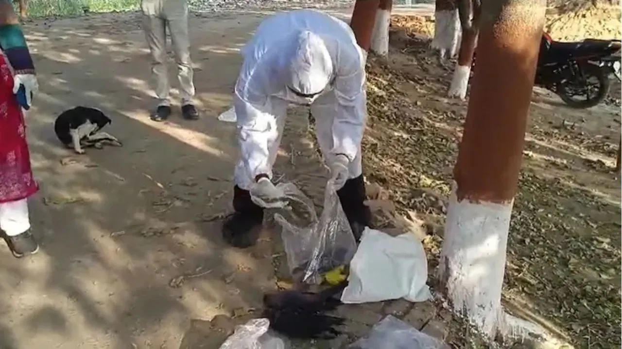 आसमान में उड़ते ही गिर पड़ रहे कौवे, भोजपुर में दहशत में गांव वाले; बर्ड फ्लू की आशंका