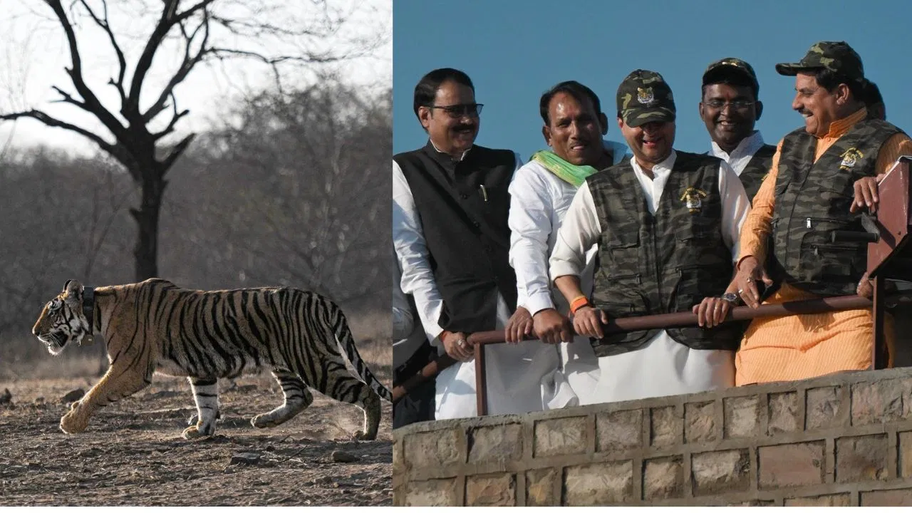 मोहन यादव ने बाघिन को जंगल में भेजा… शिवपुरी में माधव टाइगर रिजर्व का किया लोकार्पण