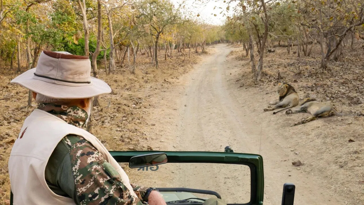 गुजरात के नेशनल पार्क में पीएम मोदी ने की जंगल सफारी, यहां ऐसे पहुंचें