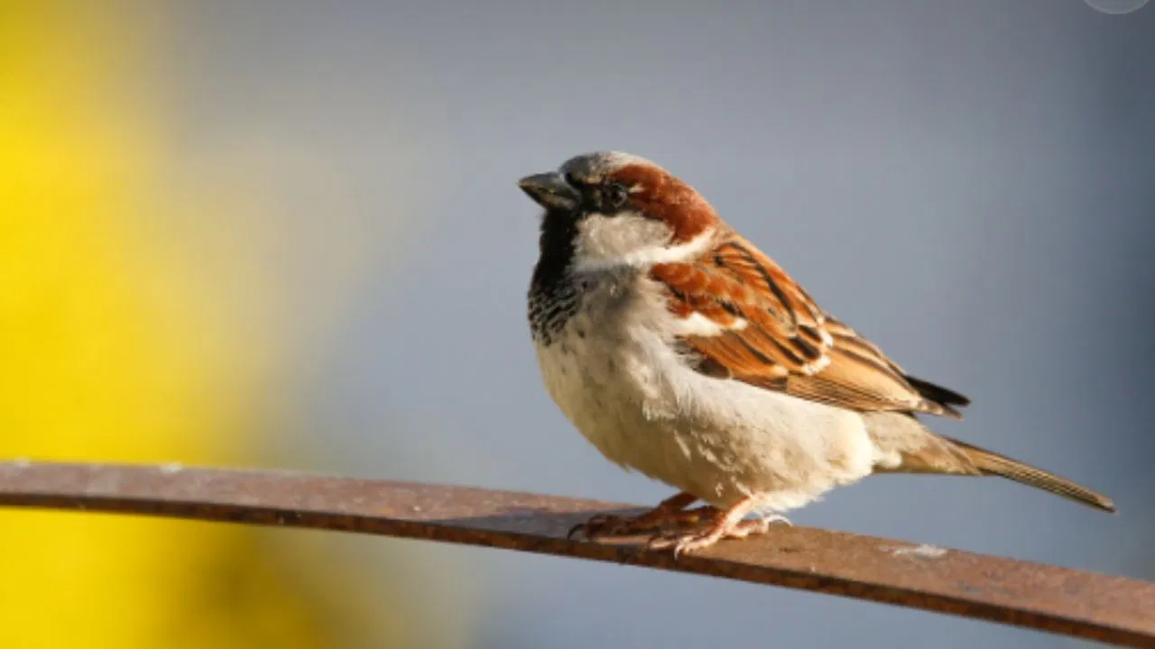 ओ री चिड़ैया… गौरैया बचाने के लिए नीतीश सरकार ने लॉन्च किया ‘द गौरैया बिहार’ ऐप