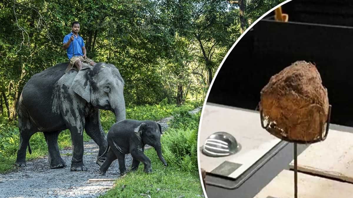 शंघाई के रेस्टोरेंट में बिक रहे 'हाथी के गोबर वाले लड्डू', 50 हजार कीमत पर मचा बवाल