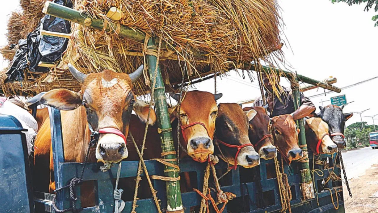 बांग्लादेश में बकरीद पर 91 लाख पशुओं की कुर्बानी, गायों की संख्या सबसे ज्यादा