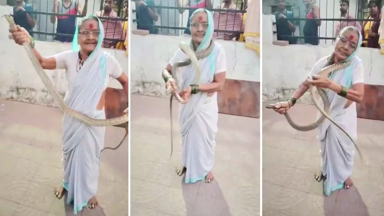 8 फीट के सांप से नहीं डरीं 70 साल की ‘डेरिंग दादी’, दबोचा और गले में डाला
