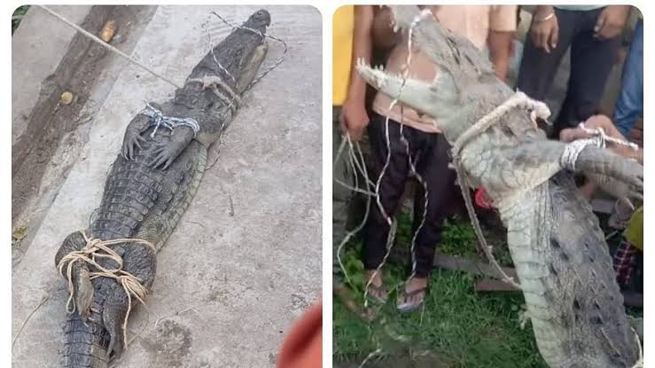 बिजनौर: तालाब से निकलकर घर में घुसा मगरमच्छ, ग्रामीणों ने रस्सी से बांधकर वन विभाग को सौंपा