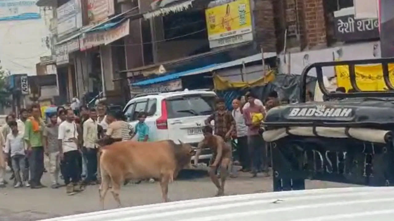 उन्नाव में नशे में युवक ने सांड से की कुश्ती, वायरल वीडियो देख लोग हैरान
