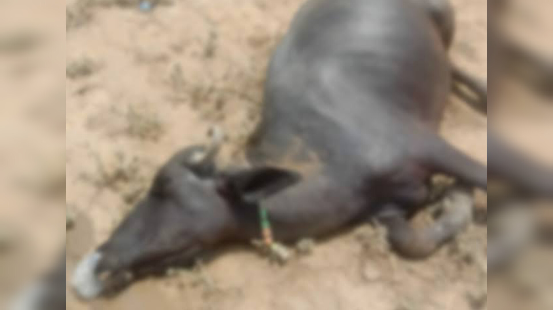 ट्रांसफार्मर की चपेट में आने से भैंस की मौत