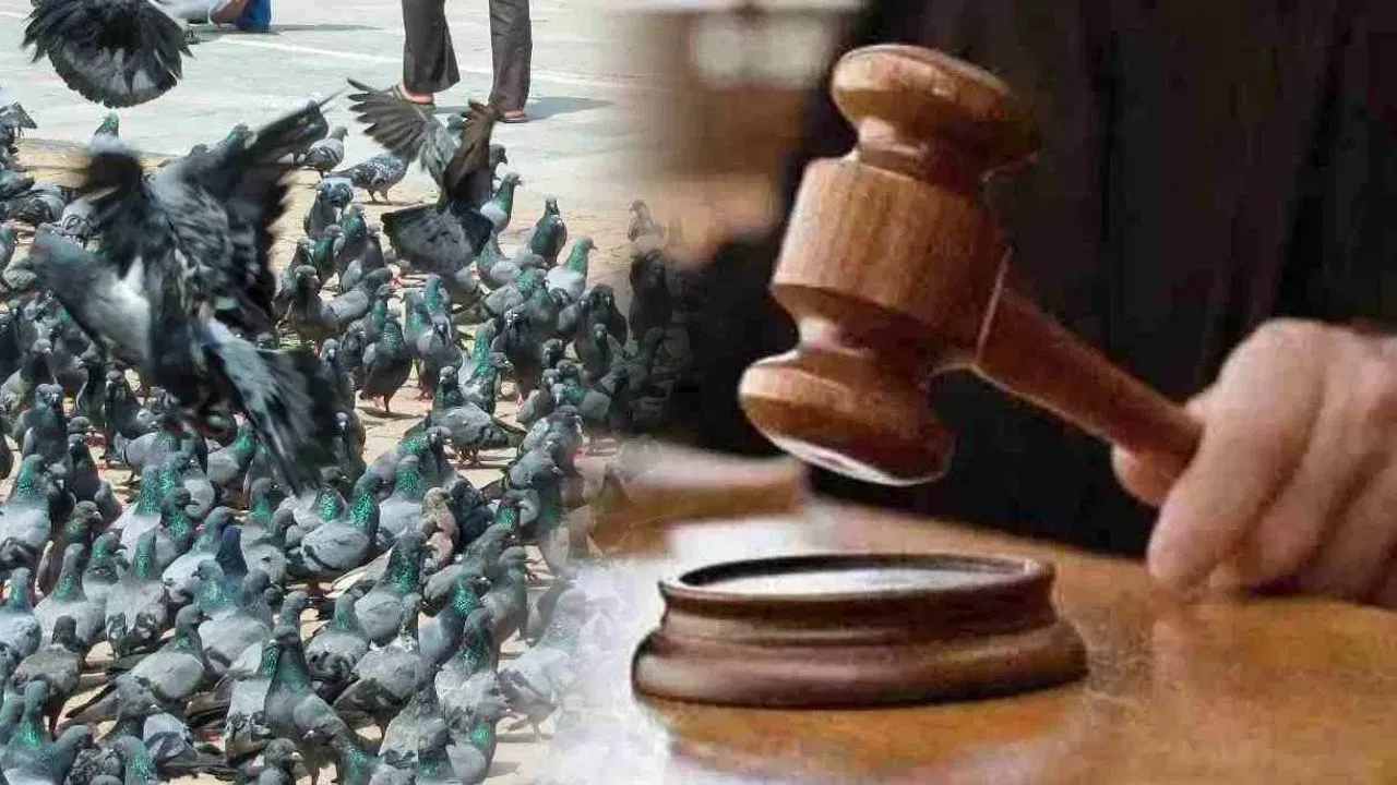 कबूतरखाना रहेगा बंद: बॉम्बे हाईकोर्ट ने बीएमसी के फैसले को सही ठहराया