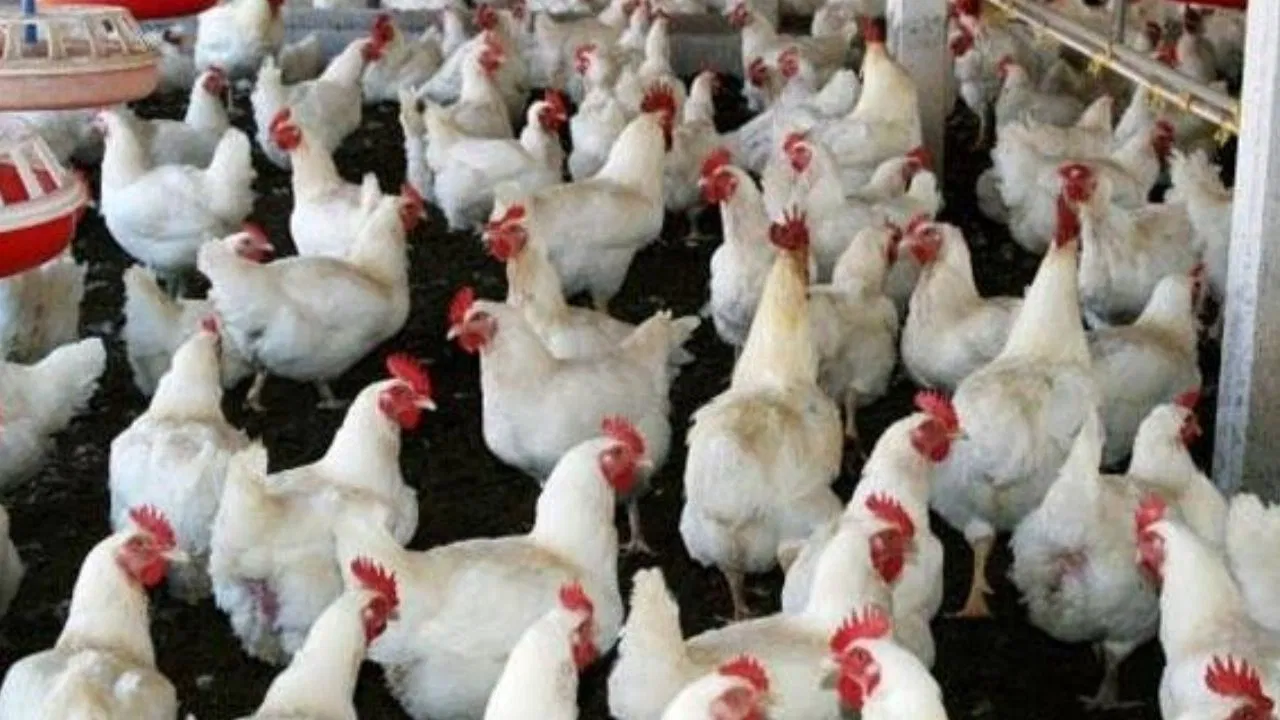 यूपी सरकार की नई योजना: पोल्ट्री फार्म पर 10 साल तक मुफ्त बिजली और ब्याज में सब्सिडी