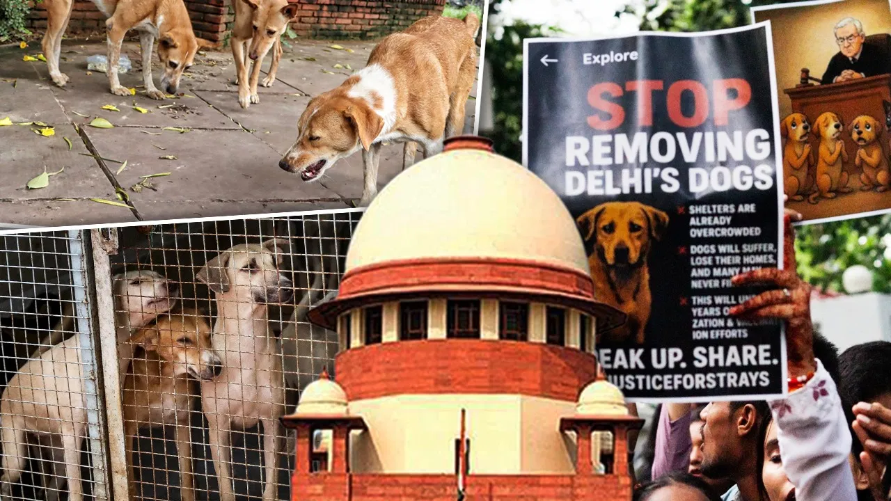 आवारा कुत्तों पर सुप्रीम कोर्ट की सुनवाई पूरी, आदेश सुरक्षित; नगर निगम की भूमिका पर सवाल