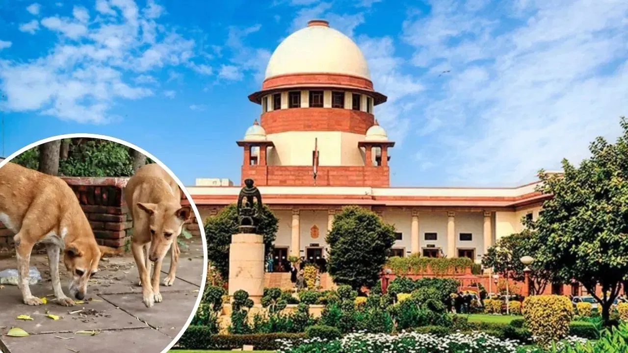 एससी का नया आदेश: नसबंदी-टीकाकरण के बाद आवारा कुत्ते फिर सड़कों पर, डॉग लवर्स खुश