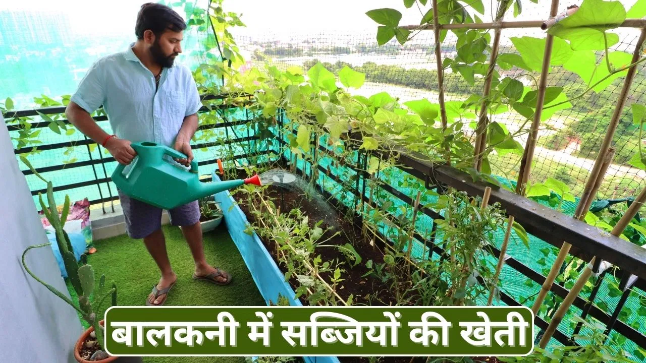 घर में उगाएं ताजगी और सेहत: जाने बालकनी में आसानी से उगने वाली सब्जियां