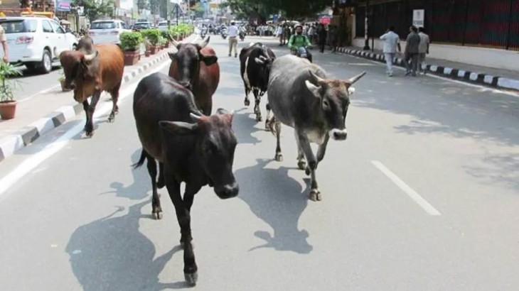 दूध देना बंद करने पर गायों को लावारिस छोड़ देने पर होगा मुकदमा: सीएम योगी -  Dainik Dehat